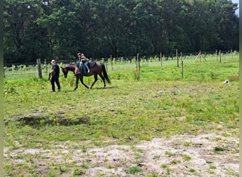 American Quarter Horse, Giumenta, 15 Anni, 150 cm, Baio