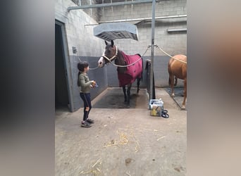 American Quarter Horse, Giumenta, 15 Anni, 150 cm, Baio