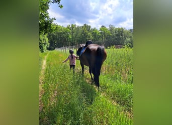 American Quarter Horse, Giumenta, 15 Anni, 150 cm, Baio