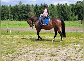 American Quarter Horse, Giumenta, 15 Anni, 150 cm, Baio