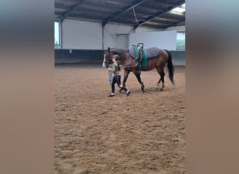 American Quarter Horse, Giumenta, 15 Anni, 150 cm, Baio