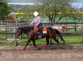 American Quarter Horse, Giumenta, 15 Anni, 151 cm, Baio