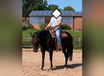 American Quarter Horse, Giumenta, 15 Anni, 151 cm, Baio