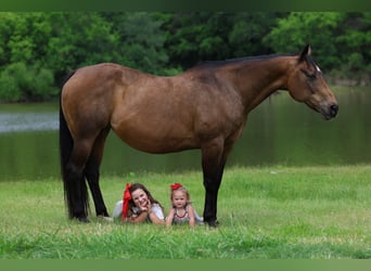 American Quarter Horse, Giumenta, 15 Anni, 152 cm, Baio ciliegia