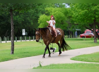 American Quarter Horse, Giumenta, 15 Anni, 152 cm, Baio ciliegia