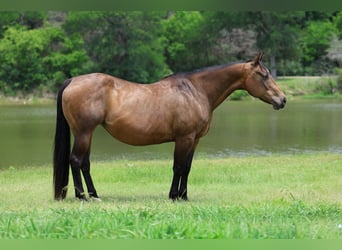 American Quarter Horse, Giumenta, 15 Anni, 152 cm, Baio ciliegia