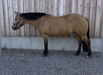 American Quarter Horse, Giumenta, 15 Anni, 152 cm, Pelle di daino