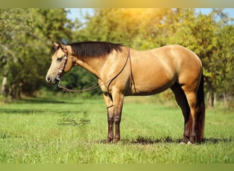 American Quarter Horse, Giumenta, 15 Anni, 152 cm, Pelle di daino