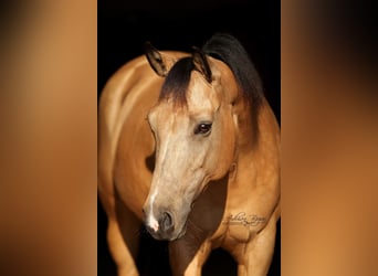 American Quarter Horse, Giumenta, 15 Anni, 152 cm, Pelle di daino