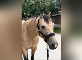 American Quarter Horse, Giumenta, 15 Anni, 152 cm, Pelle di daino