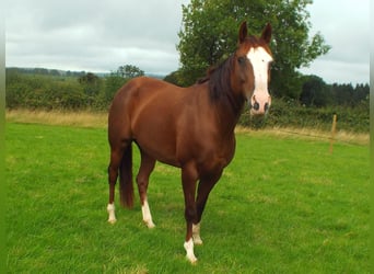 American Quarter Horse, Giumenta, 15 Anni, 153 cm, Sauro scuro