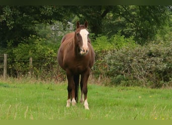American Quarter Horse, Giumenta, 15 Anni, 153 cm, Sauro scuro
