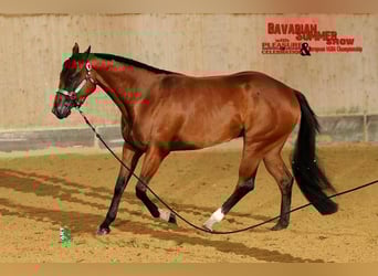 American Quarter Horse, Giumenta, 15 Anni, 154 cm, Baio