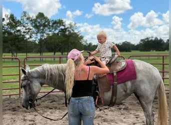 American Quarter Horse, Giumenta, 15 Anni, 155 cm, Grigio