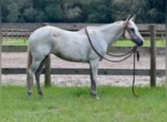 American Quarter Horse, Giumenta, 15 Anni, 155 cm, Grigio