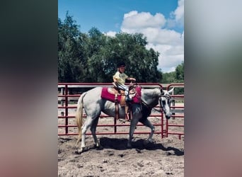 American Quarter Horse, Giumenta, 15 Anni, 155 cm, Grigio