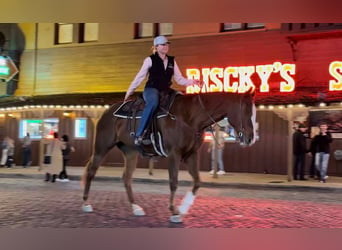 American Quarter Horse, Giumenta, 15 Anni, 157 cm, Sauro ciliegia