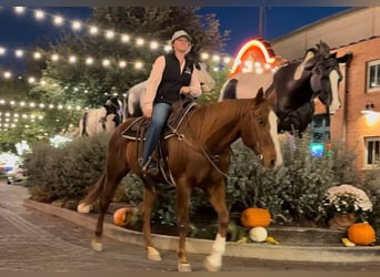 American Quarter Horse, Giumenta, 15 Anni, 157 cm, Sauro ciliegia