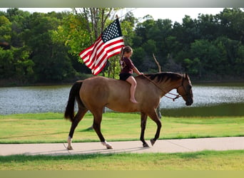 American Quarter Horse, Giumenta, 15 Anni, Falbo