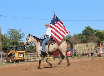 American Quarter Horse, Giumenta, 15 Anni, Pelle di daino