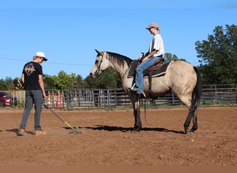 American Quarter Horse, Giumenta, 15 Anni, Pelle di daino