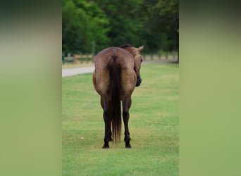 American Quarter Horse, Giumenta, 15 Anni, Pelle di daino