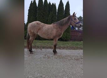American Quarter Horse, Giumenta, 16 Anni, 147 cm, Roano rosso