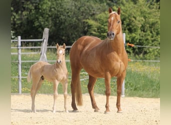 American Quarter Horse, Giumenta, 16 Anni, 148 cm, Palomino