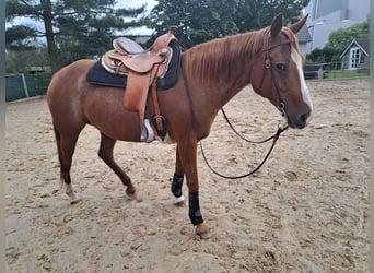 American Quarter Horse, Giumenta, 16 Anni, 148 cm, Rabicano