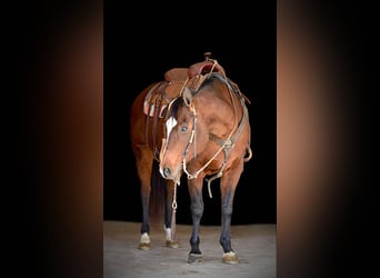 American Quarter Horse, Giumenta, 16 Anni, 150 cm, Baio ciliegia