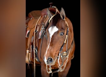 American Quarter Horse, Giumenta, 16 Anni, 150 cm, Baio ciliegia