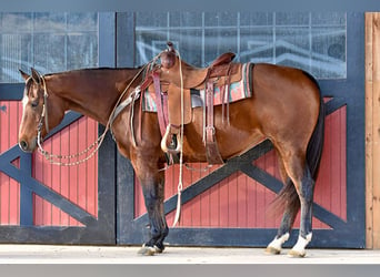 American Quarter Horse, Giumenta, 16 Anni, 150 cm, Baio ciliegia