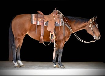 American Quarter Horse, Giumenta, 16 Anni, 150 cm, Baio ciliegia