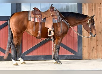 American Quarter Horse, Giumenta, 16 Anni, 150 cm, Baio ciliegia