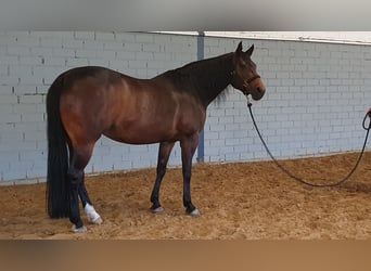 American Quarter Horse, Giumenta, 16 Anni, 151 cm, Baio
