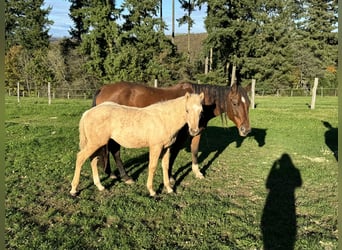 American Quarter Horse, Giumenta, 16 Anni, 152 cm, Baio