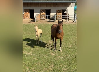 American Quarter Horse, Giumenta, 16 Anni, 152 cm, Baio