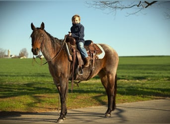 American Quarter Horse, Giumenta, 16 Anni, 152 cm, Baio ciliegia