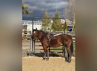 American Quarter Horse, Giumenta, 16 Anni, 152 cm, Baio ciliegia