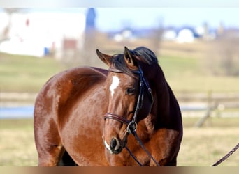 American Quarter Horse, Giumenta, 16 Anni, 152 cm, Baio ciliegia