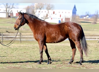 American Quarter Horse, Giumenta, 16 Anni, 152 cm, Baio ciliegia