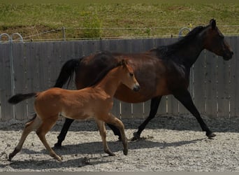 American Quarter Horse, Giumenta, 16 Anni, 152 cm, Baio scuro