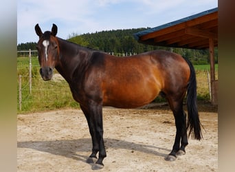 American Quarter Horse, Giumenta, 16 Anni, 152 cm, Baio scuro