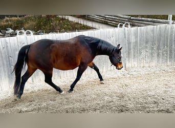 American Quarter Horse, Giumenta, 16 Anni, 152 cm, Baio scuro