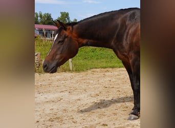 American Quarter Horse, Giumenta, 16 Anni, 152 cm, Baio scuro