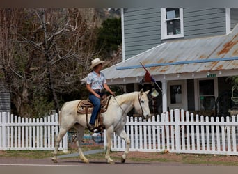American Quarter Horse, Giumenta, 16 Anni, 152 cm, Grigio