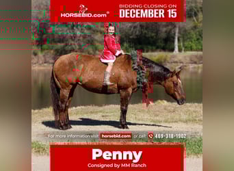 American Quarter Horse, Giumenta, 16 Anni, 152 cm, Red dun