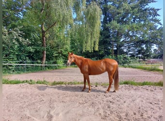 American Quarter Horse, Giumenta, 16 Anni, 152 cm, Sauro