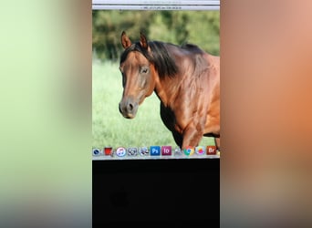 American Quarter Horse, Giumenta, 16 Anni, 154 cm, Falbo