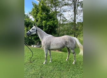 American Quarter Horse, Giumenta, 16 Anni, 157 cm, Grigio